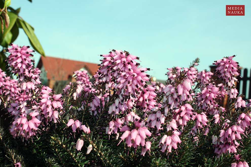 wrzosiec krwisty, wrzosiec czerwony (Erica carnea)