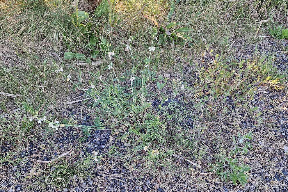 wyka brudnożółta, wyka wielkokwiatowa (Vicia grandiflora)