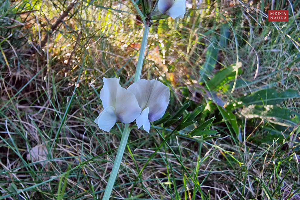 wyka brudnożółta, wyka wielkokwiatowa (Vicia grandiflora)