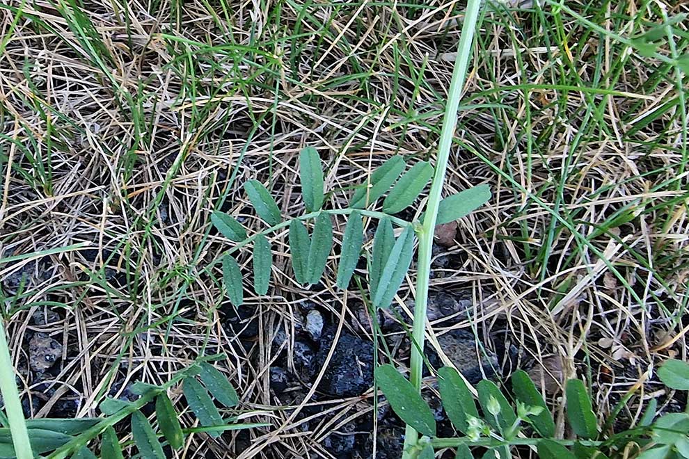 wyka brudnożółta, wyka wielkokwiatowa (Vicia grandiflora)