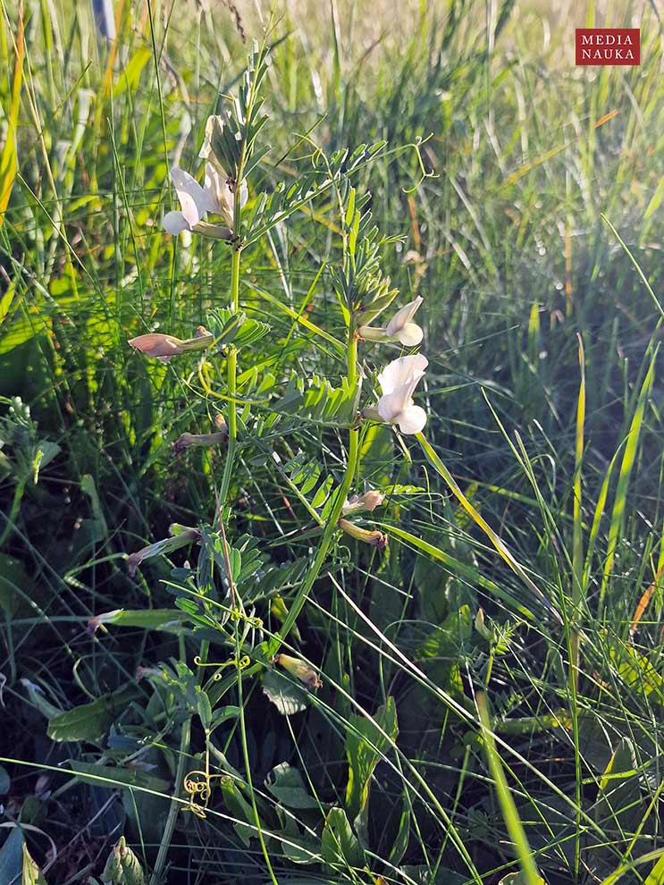 wyka brudnożółta, wyka wielkokwiatowa (Vicia grandiflora)
