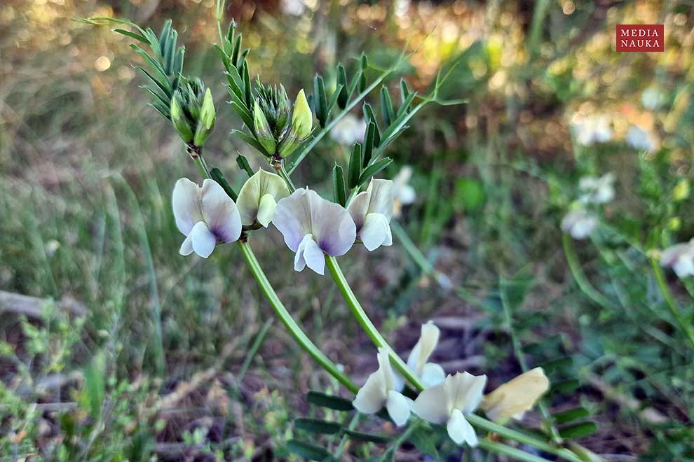 wyka brudnożółta, wyka wielkokwiatowa (Vicia grandiflora)
