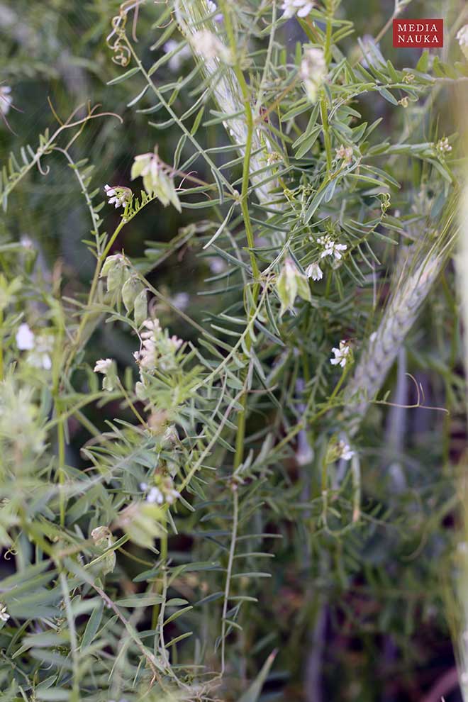 wyka drobnokwiatowa (Vicia hirsuta)