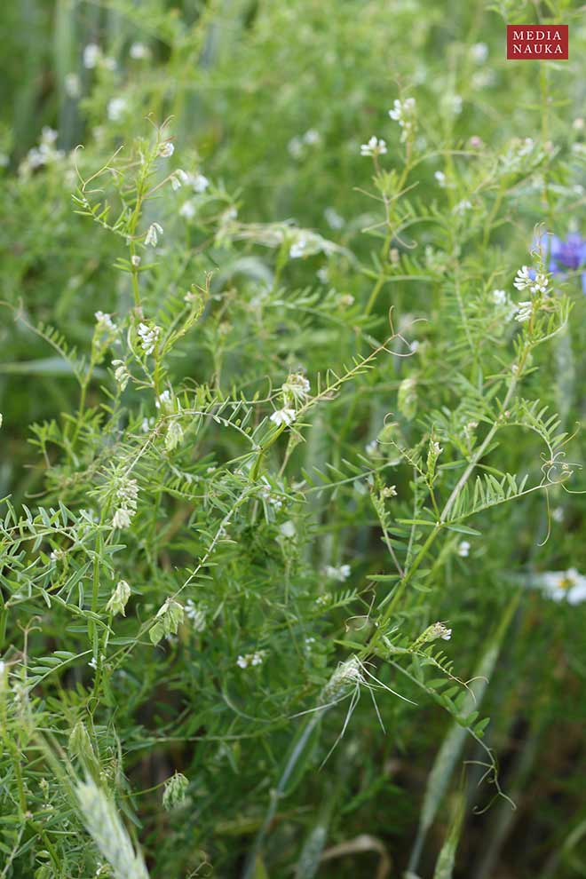 wyka drobnokwiatowa (Vicia hirsuta)
