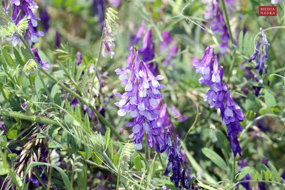 wyka kosmata, wyka ozima (Vicia villosa)