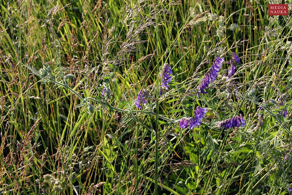 wyka kosmata, wyka ozima (Vicia villosa)