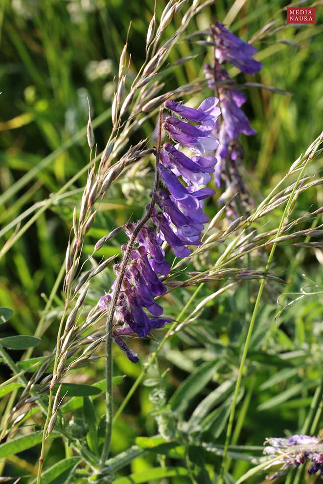 wyka kosmata, wyka ozima (Vicia villosa)