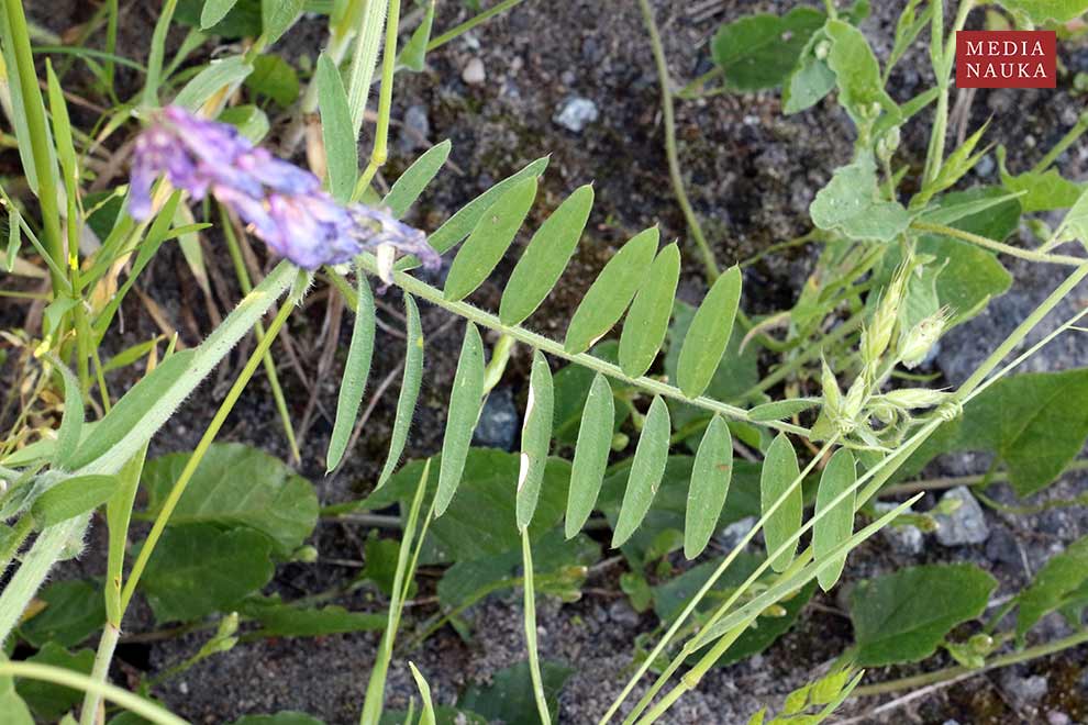wyka kosmata, wyka ozima (Vicia villosa)