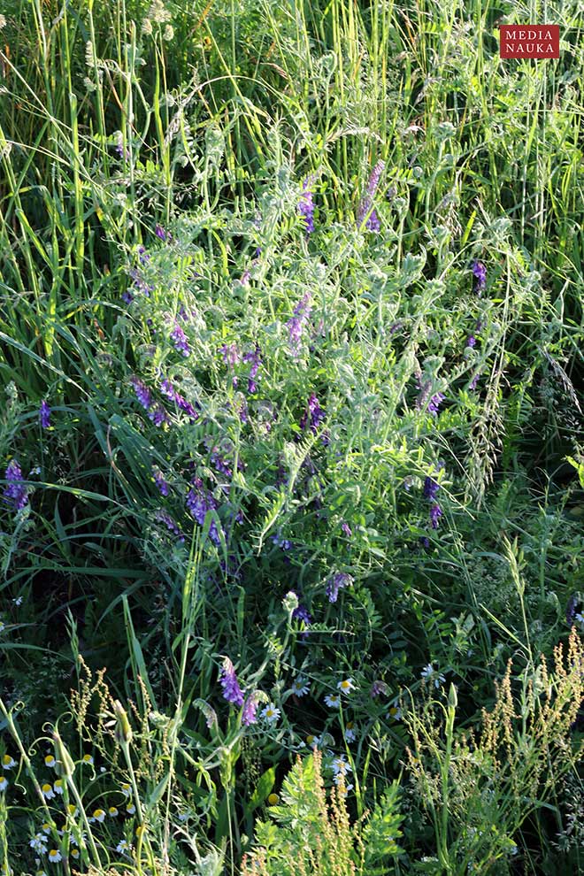 wyka kosmata, wyka ozima (Vicia villosa)