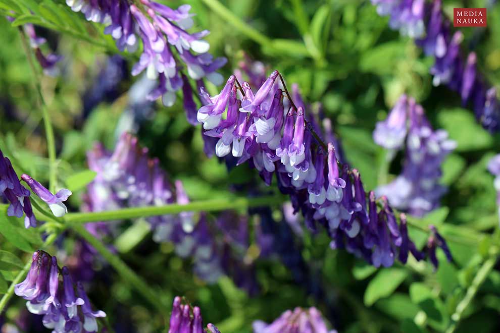 wyka kosmata, wyka ozima (Vicia villosa)