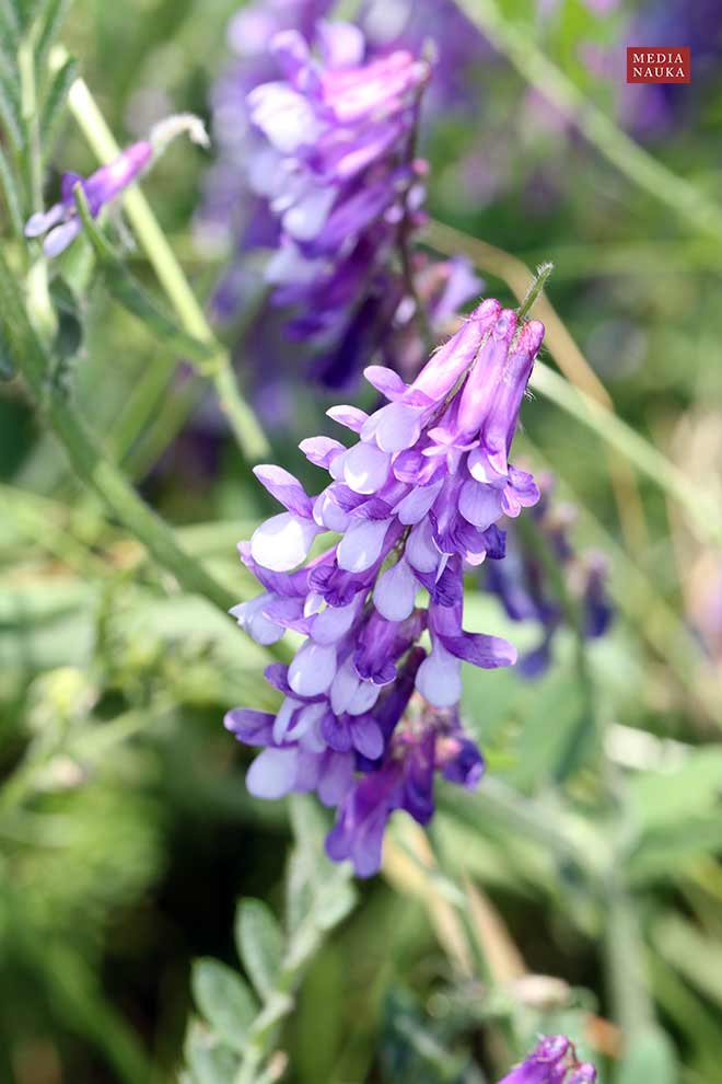 wyka kosmata, wyka ozima (Vicia villosa)