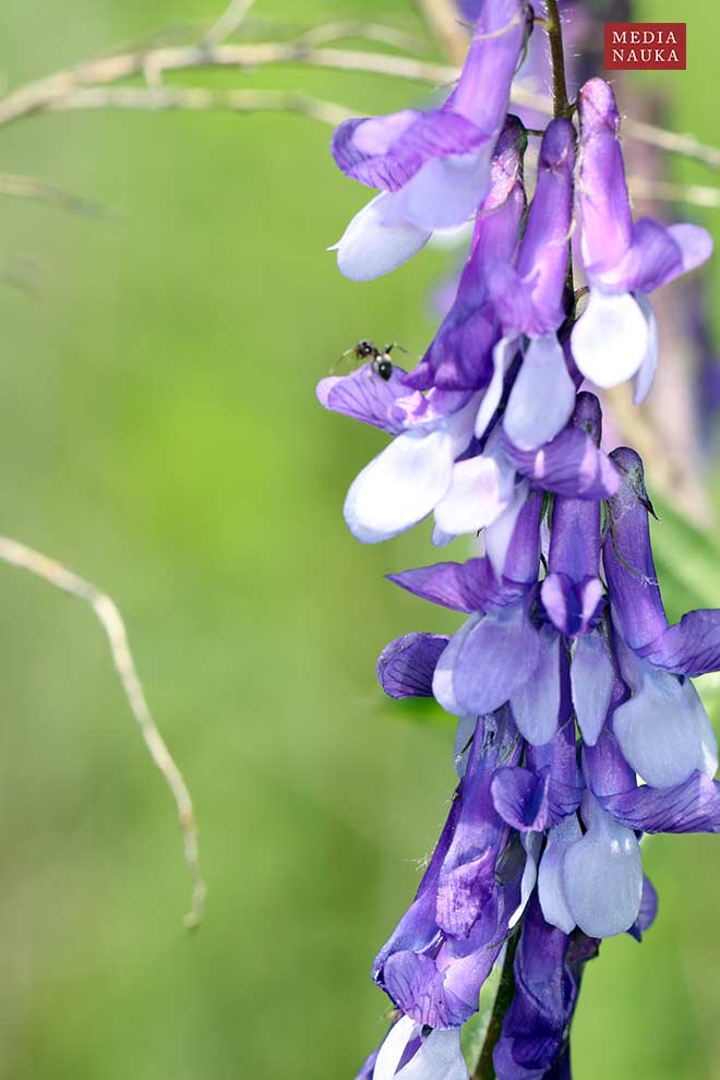 wyka kosmata, wyka ozima (Vicia villosa)