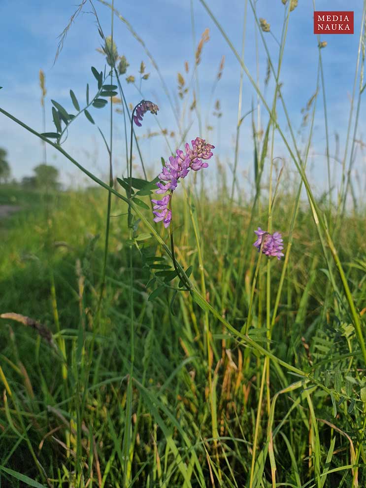 wyka ptasia (Vicia cracca)
