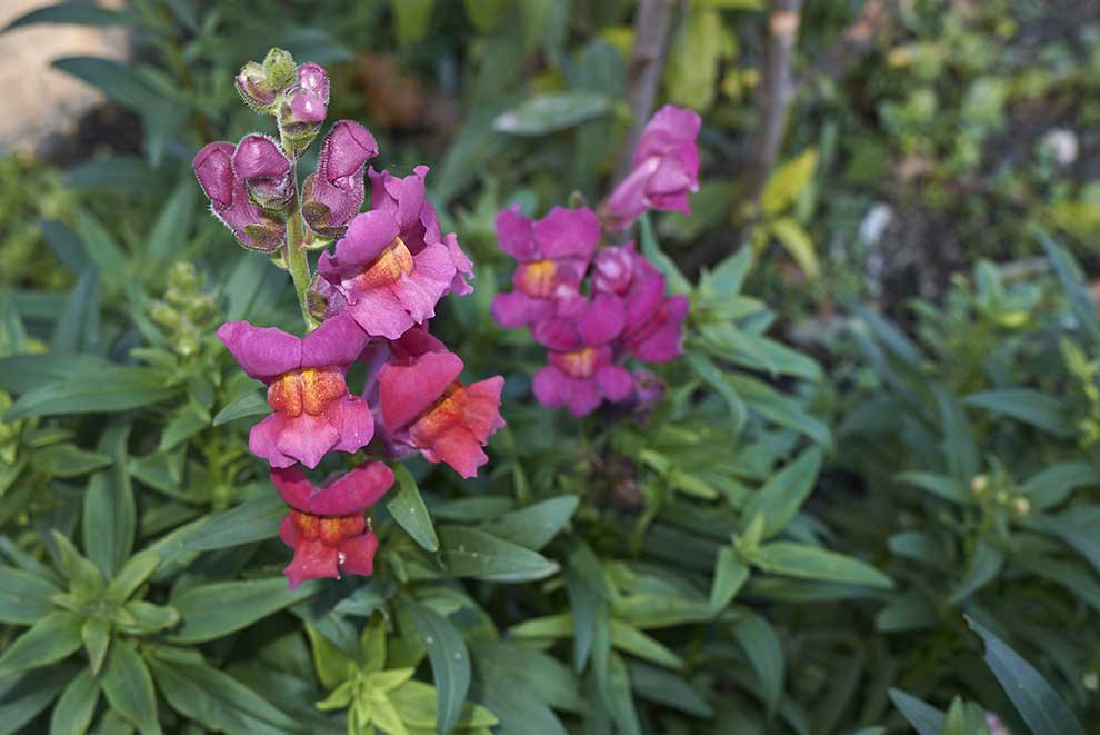 wyżlin większy, lwia paszcza (Antirrhinum majus)