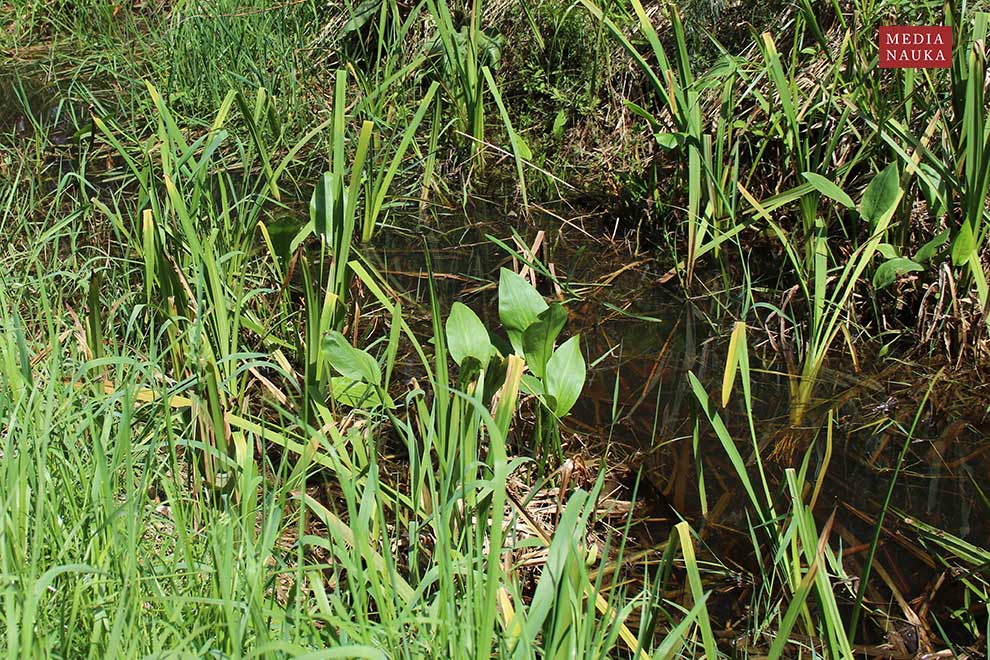 żabieniec babka-wodna (Alisma plantago-aquatica)
