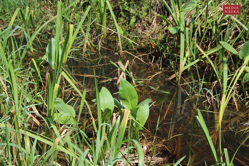 żabieniec babka-wodna (Alisma plantago-aquatica)