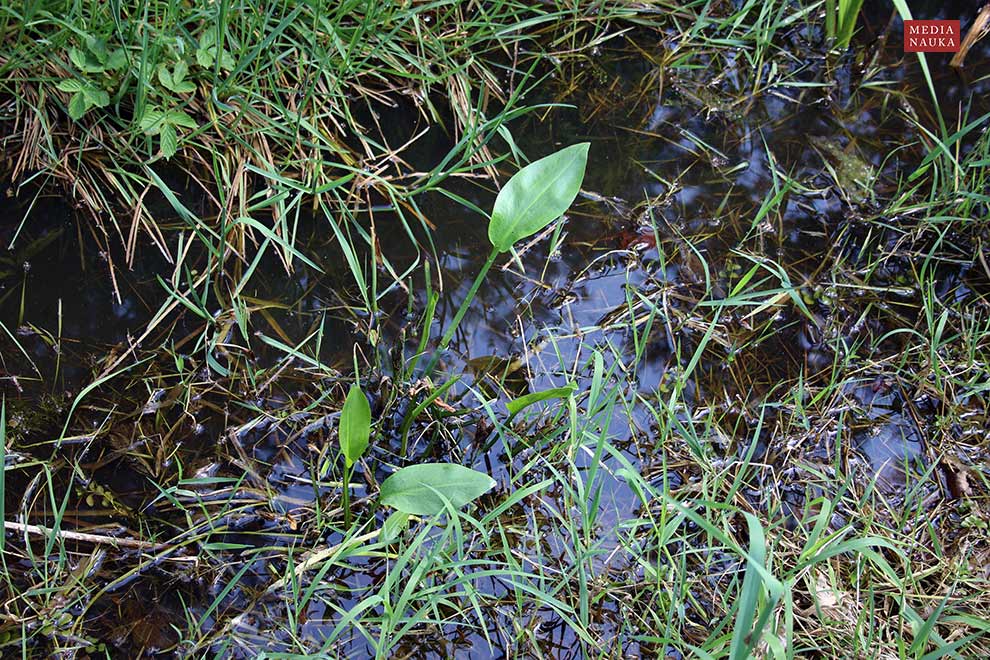 żabieniec babka-wodna (Alisma plantago-aquatica)