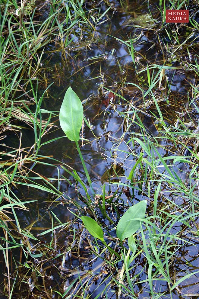 żabieniec babka-wodna (Alisma plantago-aquatica)