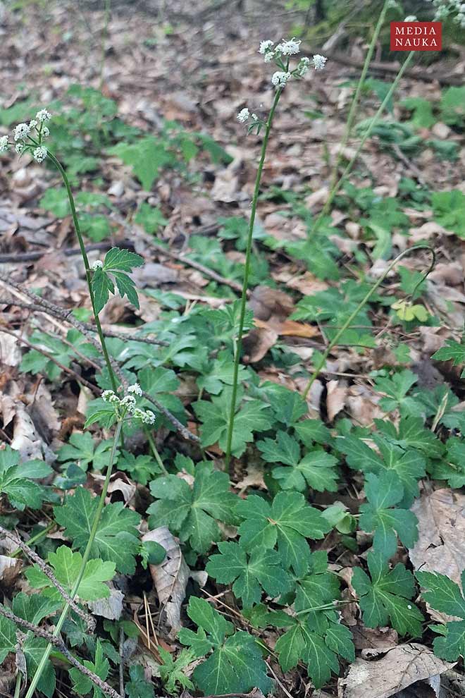 żankiel zwyczajny, rannik (Sanicula europaea)