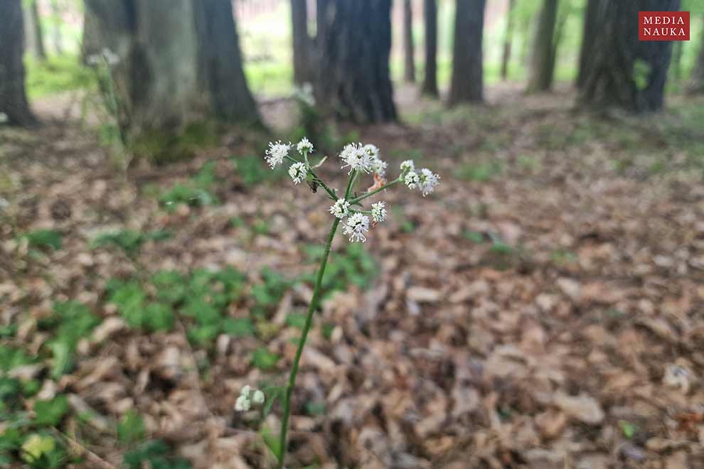 żankiel zwyczajny, rannik (Sanicula europaea)
