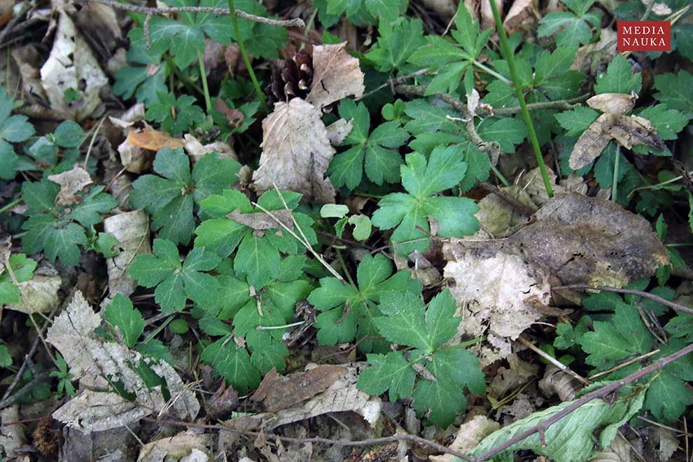 żankiel zwyczajny, rannik (Sanicula europaea)