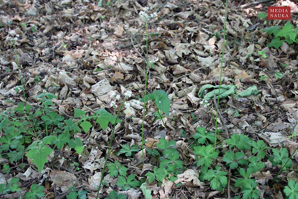 żankiel zwyczajny, rannik (Sanicula europaea)