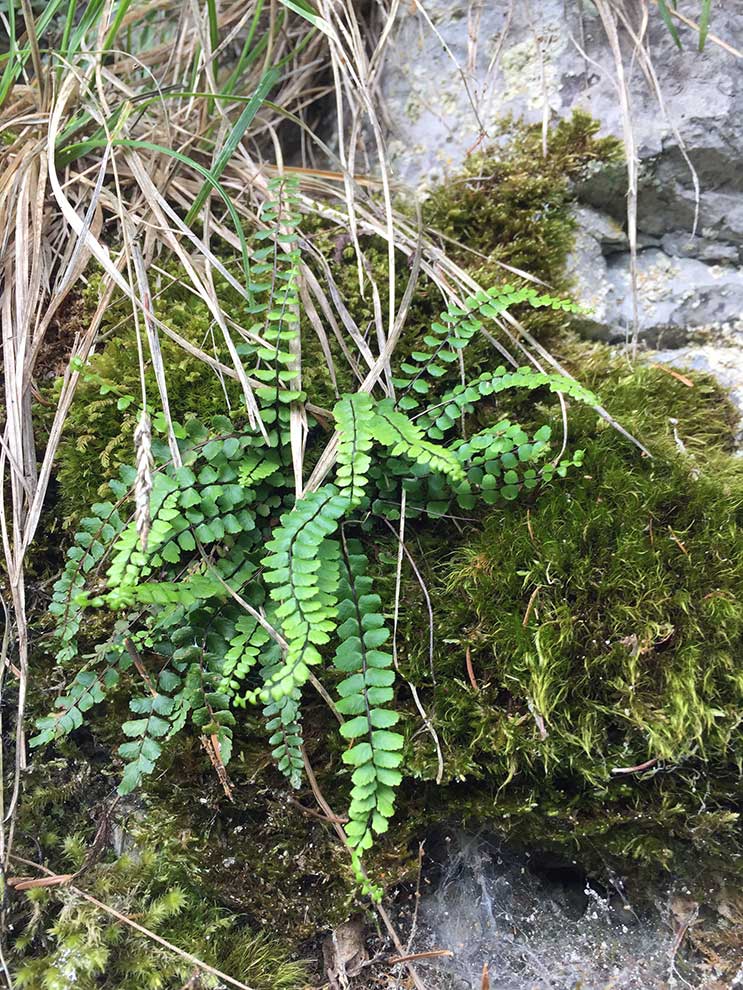 zanokcica skalna (Asplenium trichomanes)