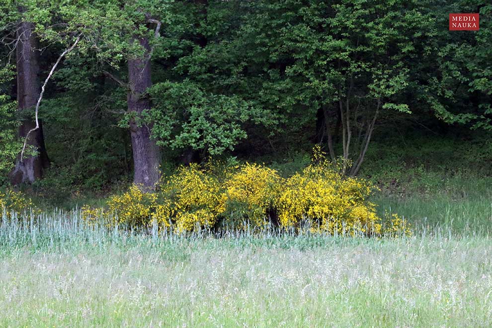 żarnowiec miotlasty (Sarothamnus scoparius)