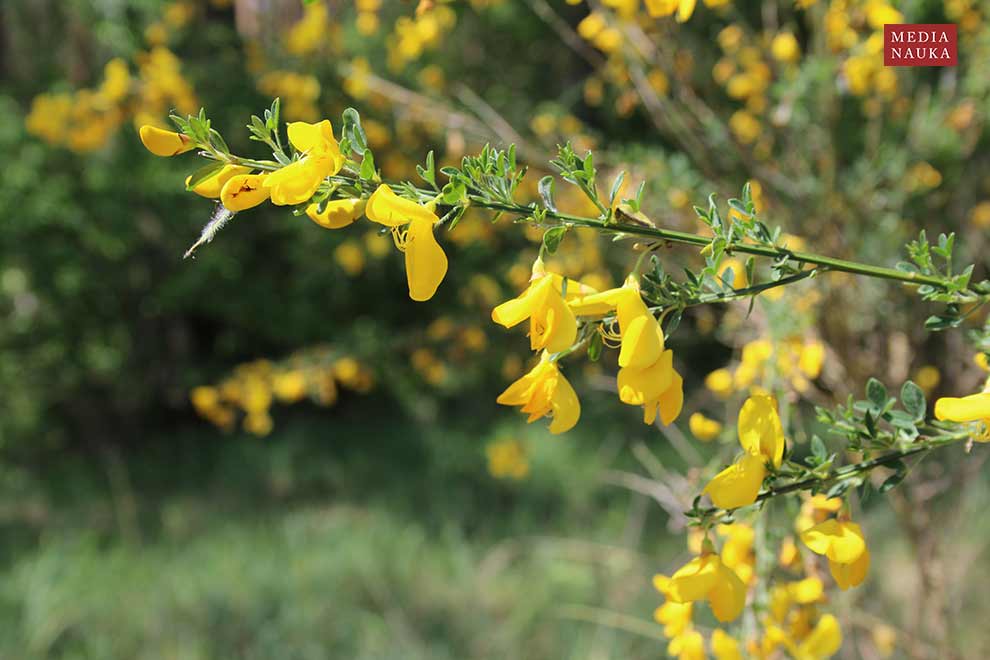 żarnowiec miotlasty (Sarothamnus scoparius)