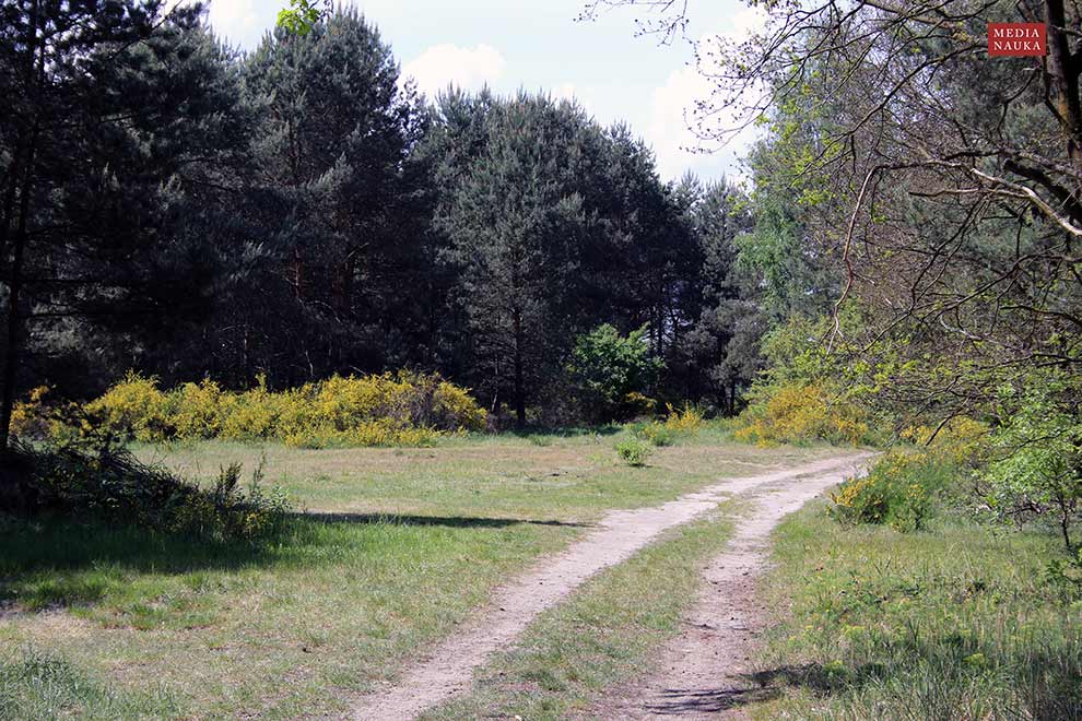 żarnowiec miotlasty (Sarothamnus scoparius)