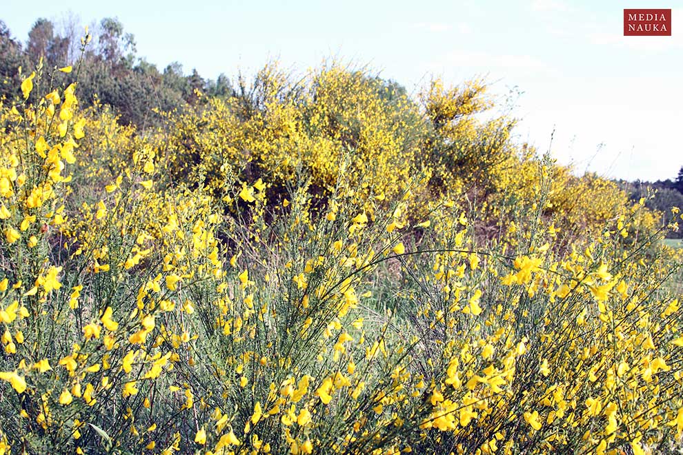 żarnowiec miotlasty (Sarothamnus scoparius)