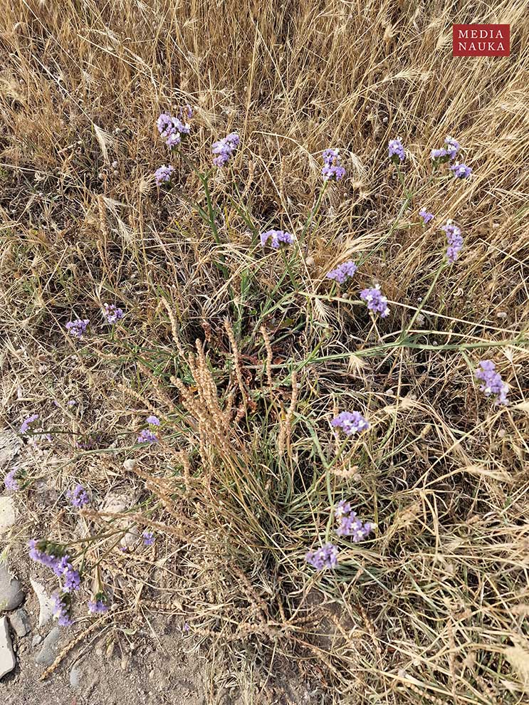 zatrwian wrębny (Limonium sinuatum)