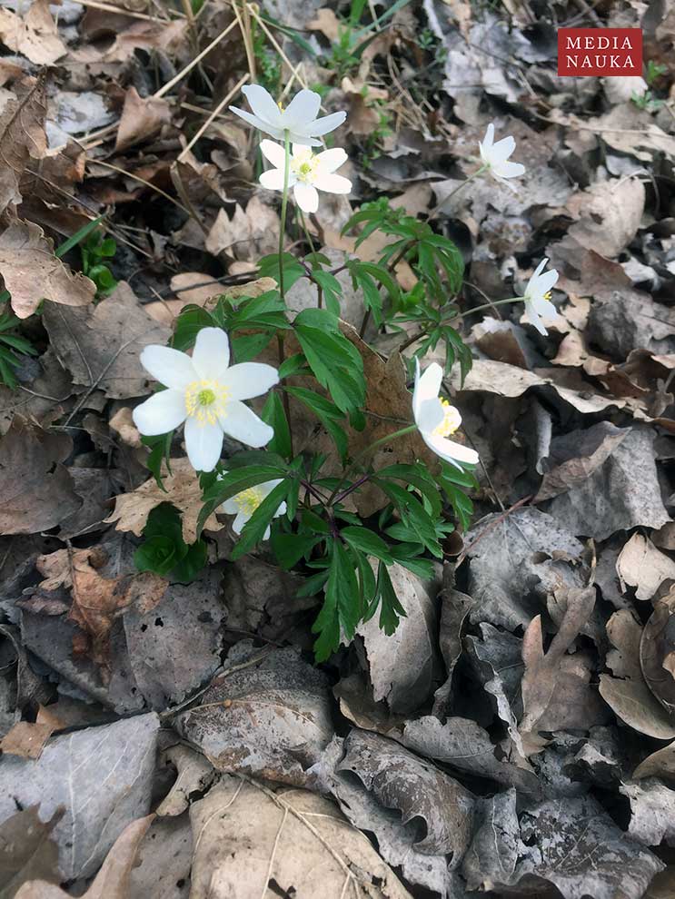 zawilec gajowy (Anemone nemorosa)