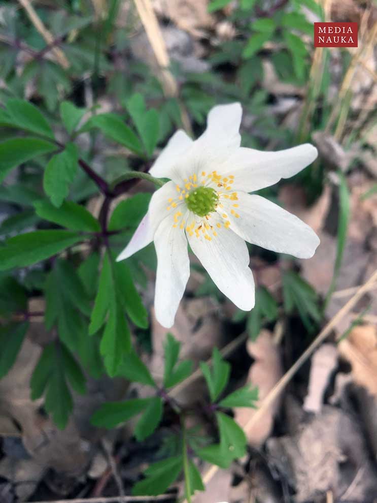 zawilec gajowy (Anemone nemorosa)