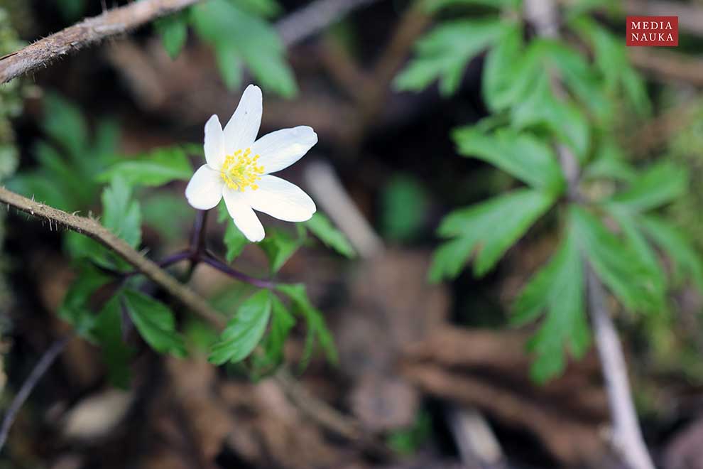 zawilec gajowy (Anemone nemorosa)