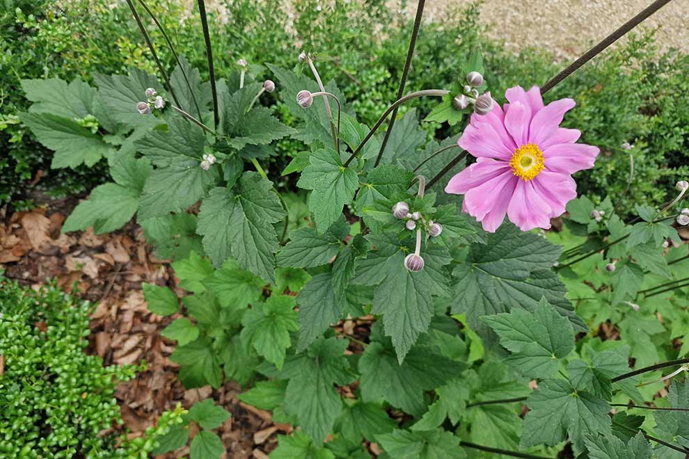 zawilec japoński, zawilec mieszańcowy (Anemone × hybrida)