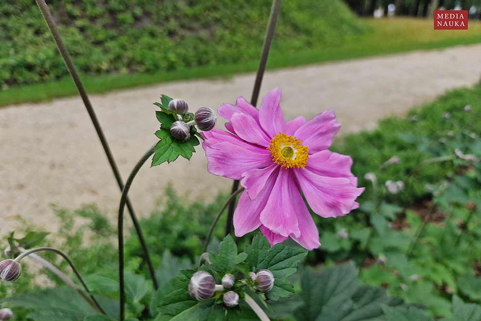 zawilec japoński, zawilec mieszańcowy (Anemone × hybrida)