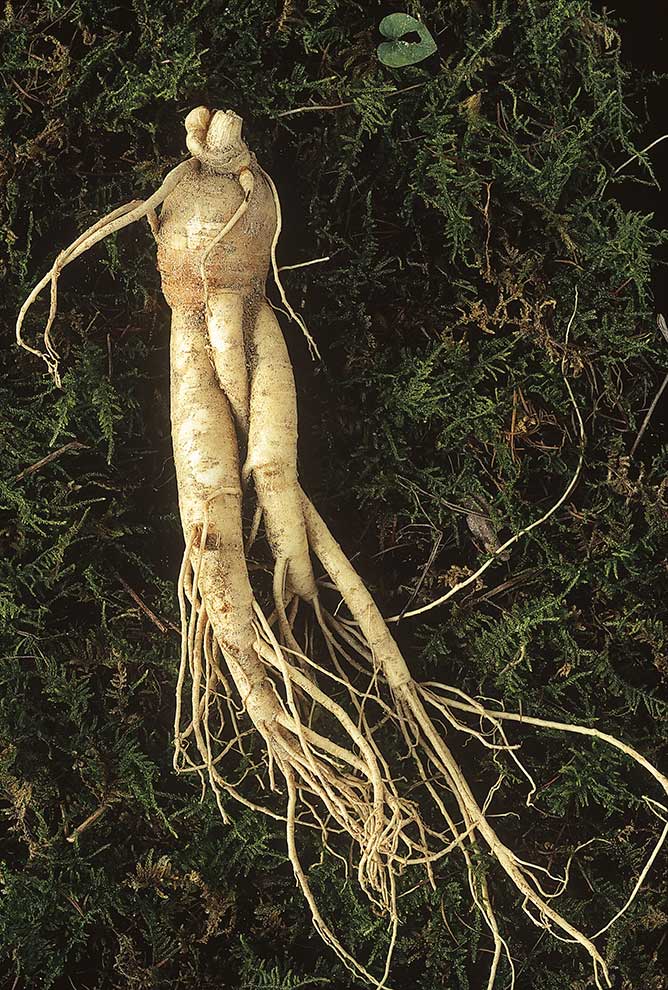 żeń-szeń właściwy, wszechlek żeń-szeń (Panax ginseng)