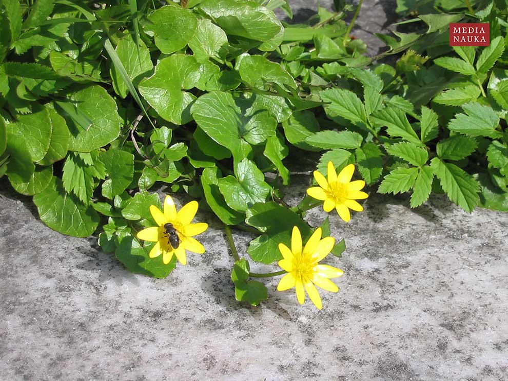 jaskier wiosenny, ziarnopłon wiosenny (Ranunculus ficaria)