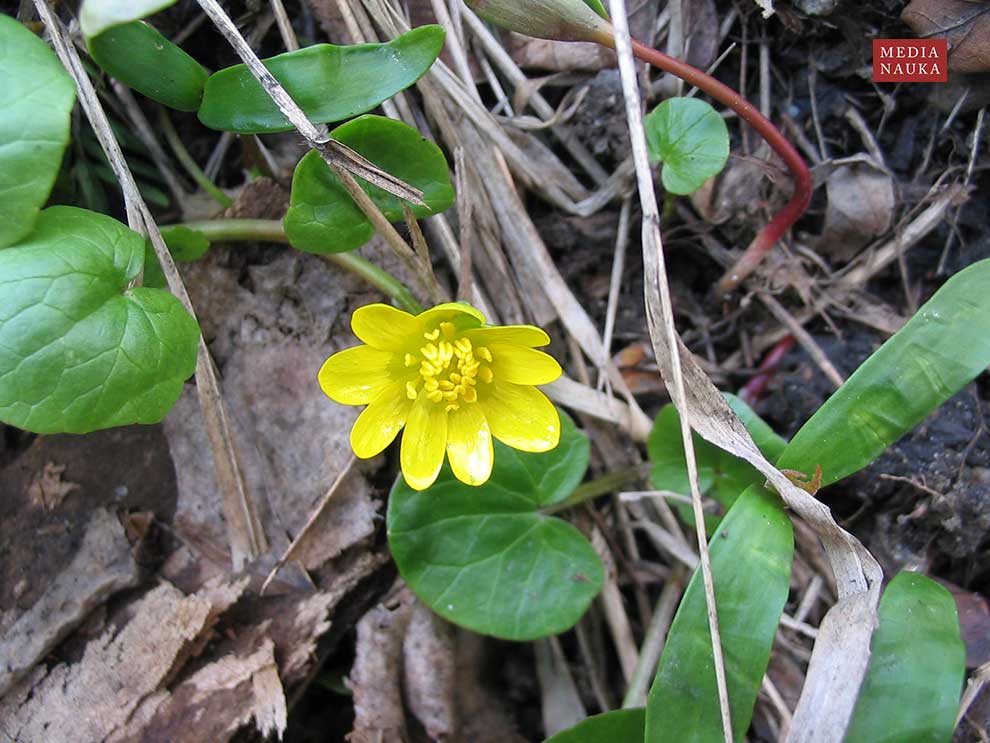 jaskier wiosenny, ziarnopłon wiosenny (Ranunculus ficaria)