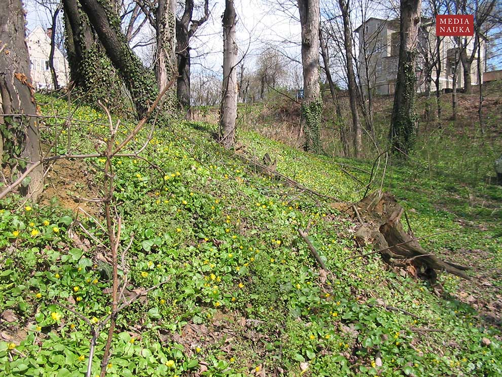 jaskier wiosenny, ziarnopłon wiosenny (Ranunculus ficaria)