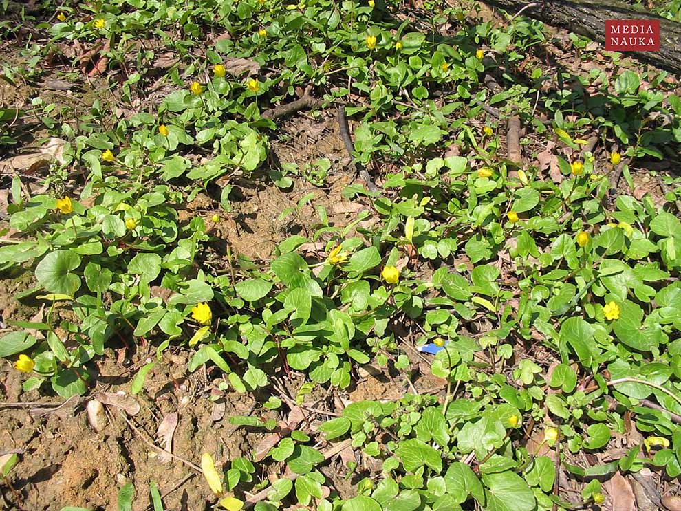 jaskier wiosenny, ziarnopłon wiosenny (Ranunculus ficaria)