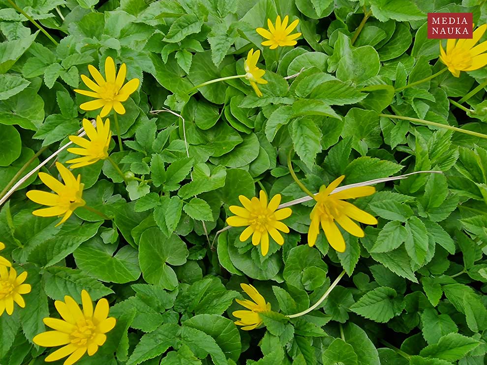 jaskier wiosenny, ziarnopłon wiosenny (Ranunculus ficaria)