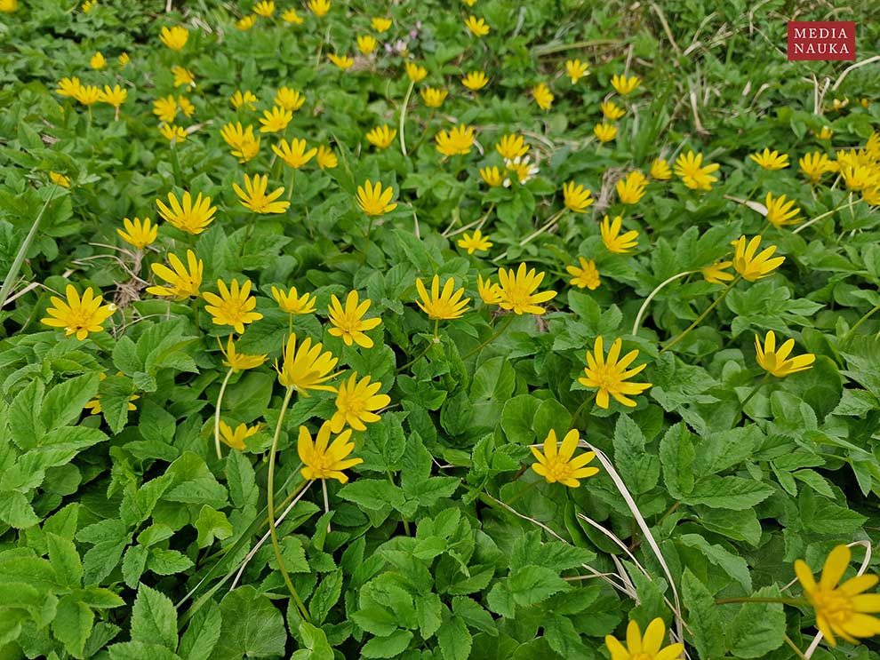 jaskier wiosenny, ziarnopłon wiosenny (Ranunculus ficaria)