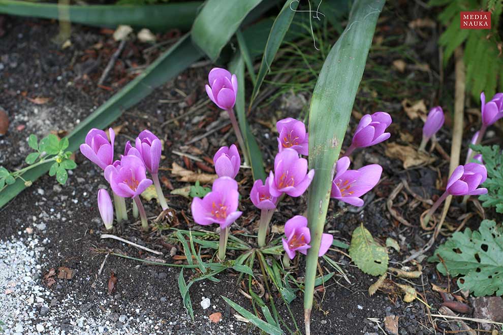 zimowit jesienny (Colchicum autumnale)