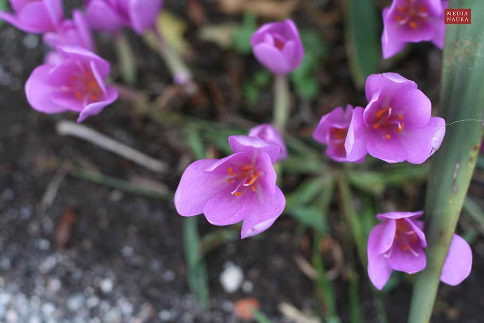 zimowit jesienny (Colchicum autumnale)
