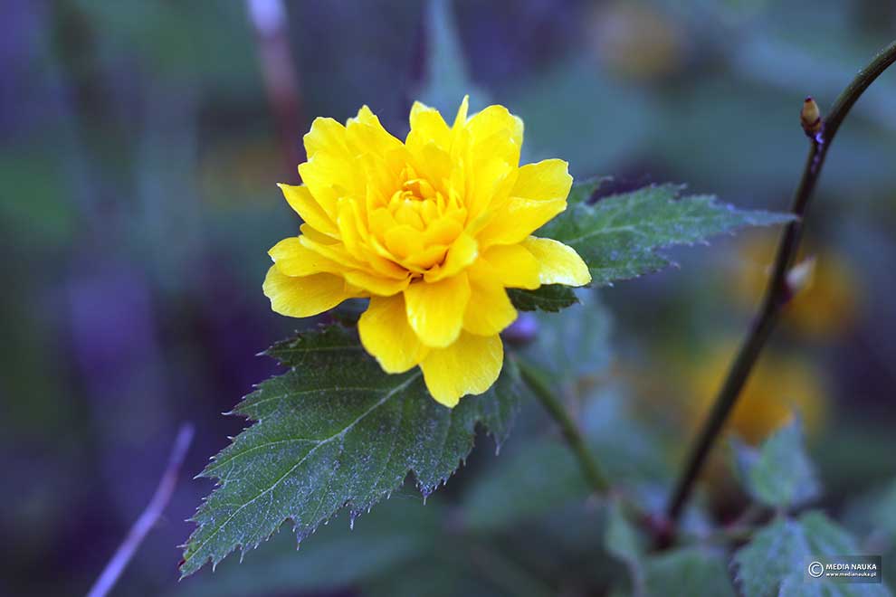 złotlin japoński (Kerria japonica)