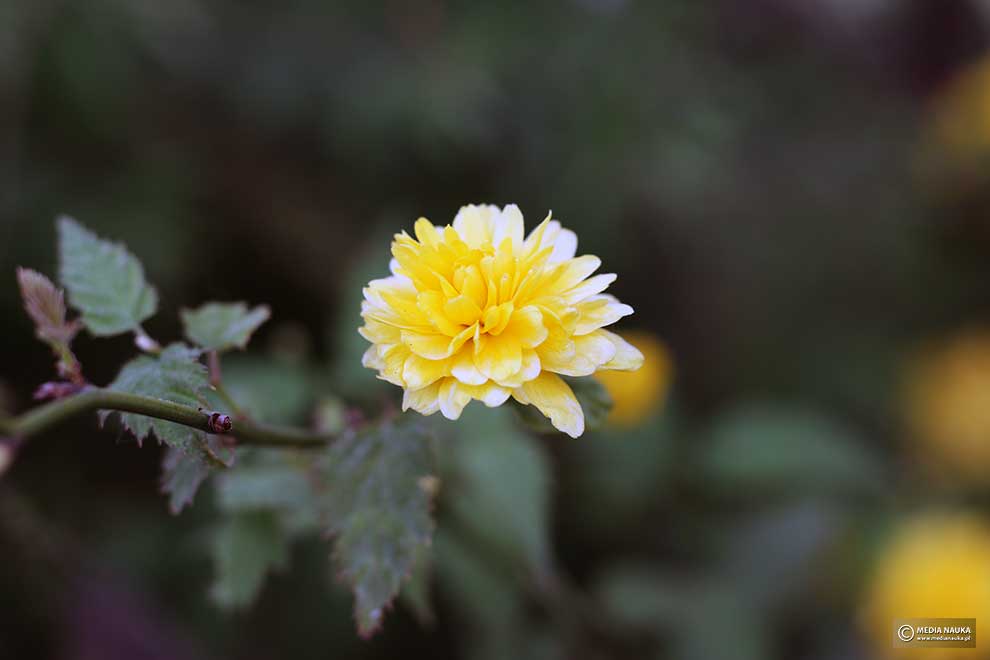 złotlin japoński (Kerria japonica)
