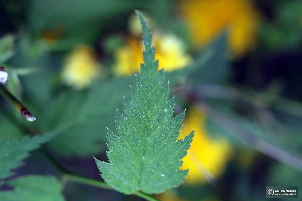 złotlin japoński (Kerria japonica)