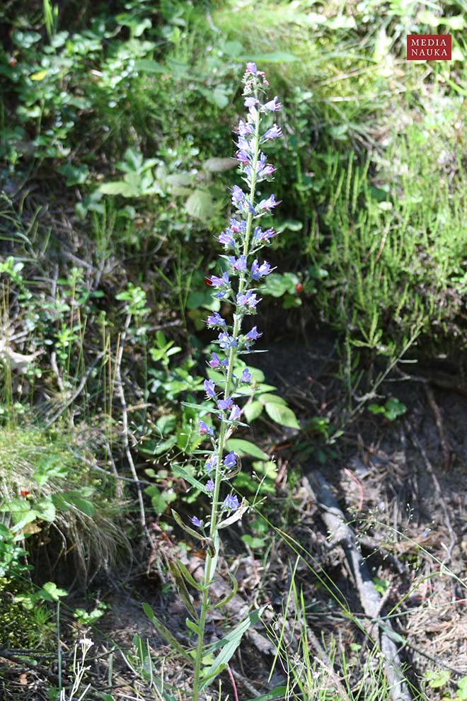 żmijowiec zwyczajny (Echium vulgare)